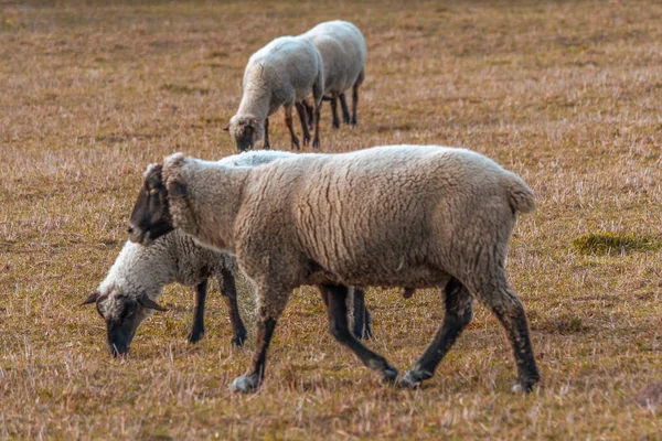 Пасуться Вівці Осінньому Лузі — стокове фото