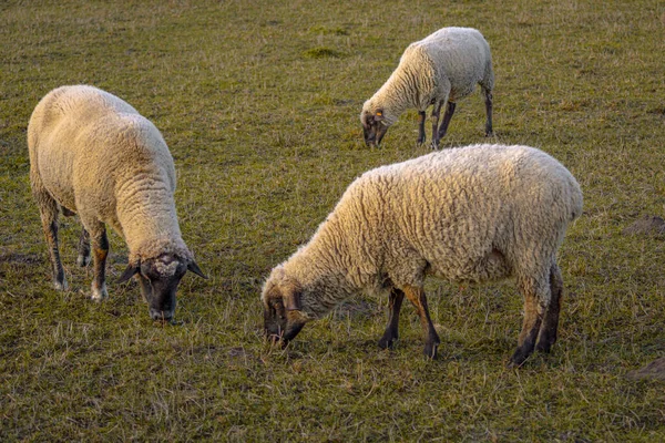 Schafe Weiden Auf Einer Herbstwiese — Stockfoto