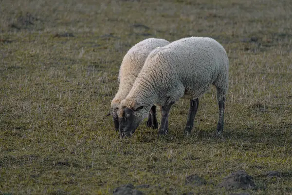 Пасуться Вівці Осінньому Лузі — стокове фото