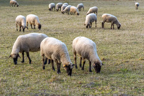 Pâturage Des Moutons Dans Une Prairie Automne — Photo