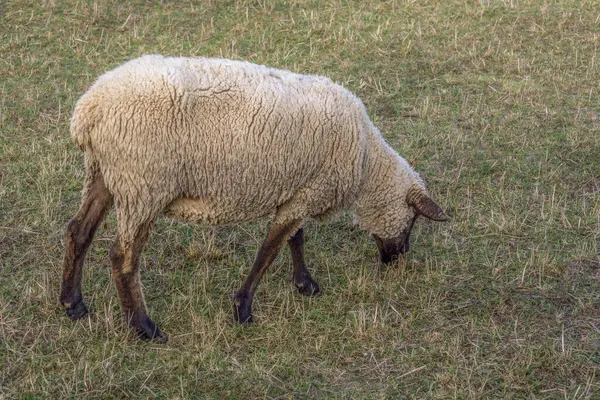 Овцы Пасутся Осеннем Лугу — стоковое фото