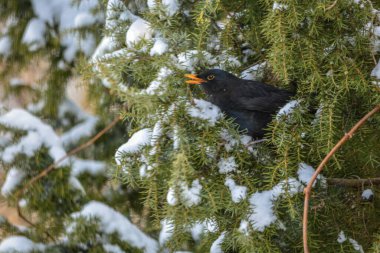 Kış, erkek bir Kos ardıç ağacında oturuyor..