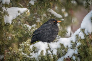 Kış, erkek bir Kos ardıç ağacında oturuyor..