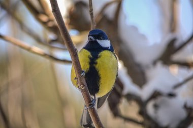 Kış günü dalda bir meme faresi.