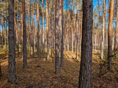 Yapraksız kozalaklı orman ve huş ağaçları.