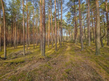 Yapraksız kozalaklı orman ve huş ağaçları.