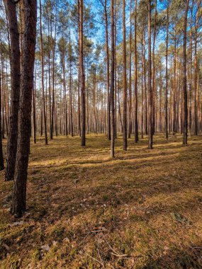 Yapraksız kozalaklı orman ve huş ağaçları.
