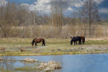 Orta Polonya 'da küçük vahşi bir nehir..
