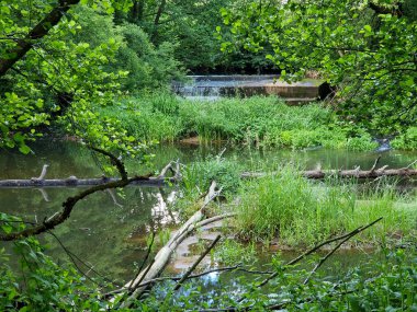 Orta Polonya 'daki küçük ve vahşi Grabia nehri..