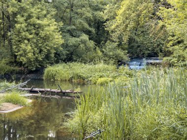 Orta Polonya 'daki küçük ve vahşi Grabia nehri..
