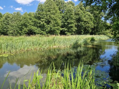 Orta Polonya 'daki küçük ve vahşi Grabia nehri..