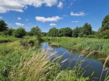 Orta Polonya 'daki küçük ve vahşi Grabia nehri..