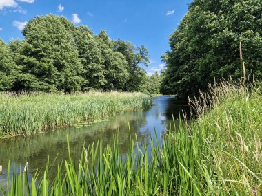 Orta Polonya 'daki küçük ve vahşi Grabia nehri..