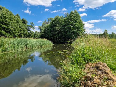 Orta Polonya 'daki küçük ve vahşi Grabia nehri..