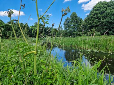 Orta Polonya 'daki küçük ve vahşi Grabia nehri..