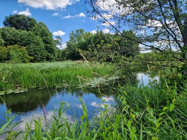 Orta Polonya 'daki küçük ve vahşi Grabia nehri..