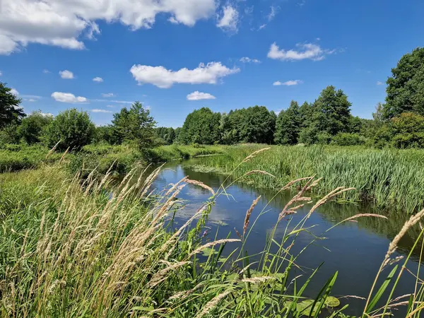 Orta Polonya 'daki küçük ve vahşi Grabia nehri..