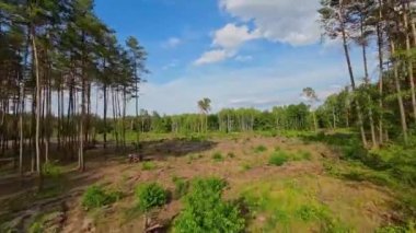 Kesilmiş eski güzel bir karışık orman.