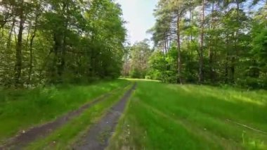 Kesilmiş eski güzel bir karışık orman.