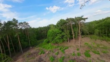 Kesilmiş eski güzel bir karışık orman.