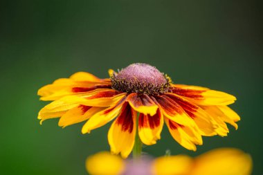 Tek renkli bahçe çiçekleri yakın plan..