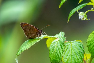 Çiçeklerin üzerindeki gün kelebeği, bahar.
