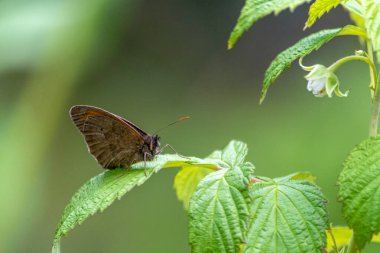 Çiçeklerin üzerindeki gün kelebeği, bahar.