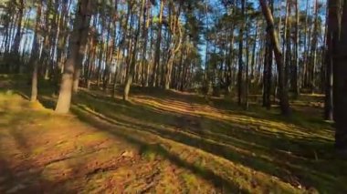 Çam ormanında alçaktan uçmak.