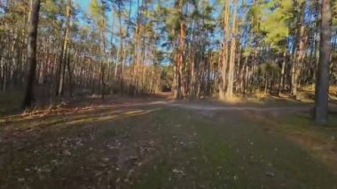 Çam ormanında alçaktan uçmak.