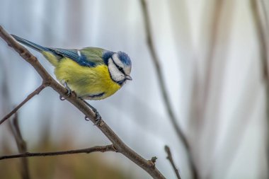 Küçük Titmouse bir dala oturmuş.