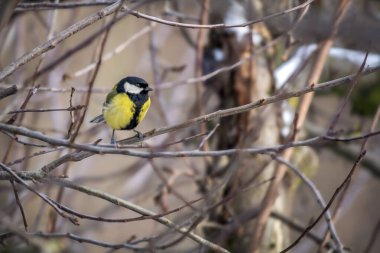 Küçük Titmouse bir dala oturmuş.