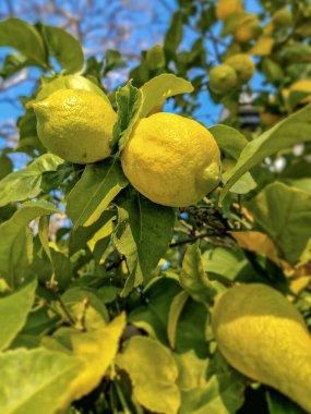 Lemon fruit on a tree in the middle of winter. clipart