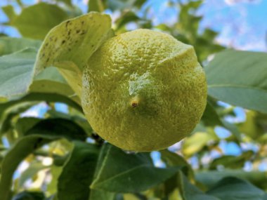 Lemon fruit on a tree in the middle of winter. clipart