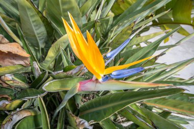 Sıcak ülkelerde bulunan güzel portakal çiçeği. Strelitzia Reginae veya cennet kuşu..