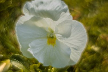 Bahar çiçekleri, nonoşlar kapatın.