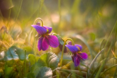 Makro fotoğraflarda bahar çiçekleri.