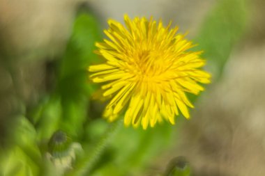 Makro fotoğraflarda bahar çiçekleri.