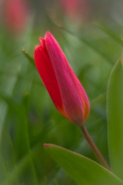 Makro fotoğraflarda bahar çiçekleri.