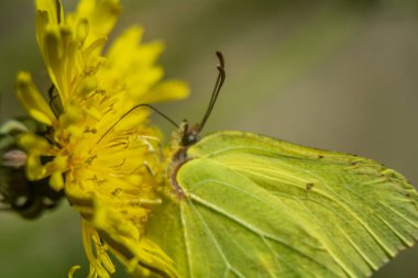 Makro fotoğraflarda bahar çiçekleri.
