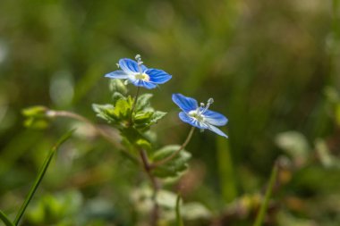Makro fotoğraflarda bahar çiçekleri.
