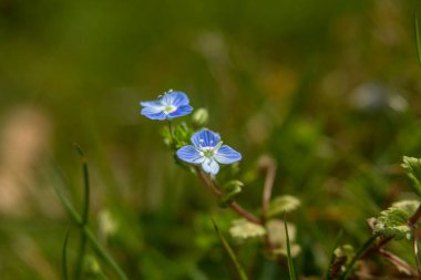 Makro fotoğraflarda bahar çiçekleri.