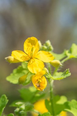 Makro fotoğraflarda bahar çiçekleri.