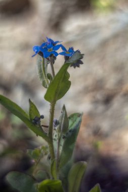 Makro fotoğraflarda bahar çiçekleri.