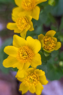 Makro fotoğraflarda bahar çiçekleri.
