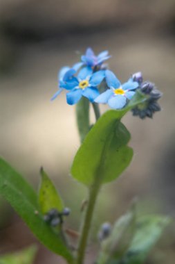 Makro fotoğraflarda bahar çiçekleri.