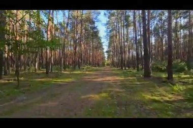 Çam ormanlarında alçak irtifada hızlı uçuş.