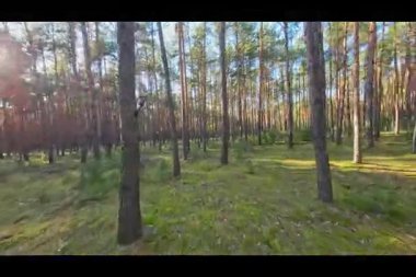 Çam ormanlarında alçak irtifada hızlı uçuş.