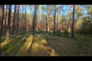 Çam ormanlarında alçak irtifada hızlı uçuş.