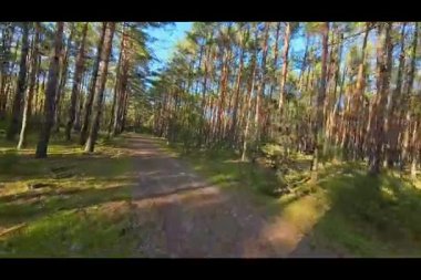 Çam ormanlarında alçak irtifada hızlı uçuş.