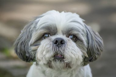 Güzel bir köpeğin portresi..